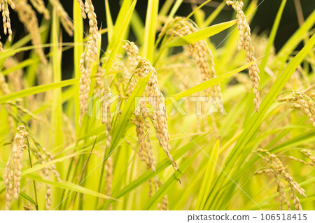 Rice with fruit, in the rice field, good harvest Rice with fruit, in the rice field, good harvest 106518415