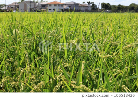 Rice in a rice field that has begun to bear fruit 106518426