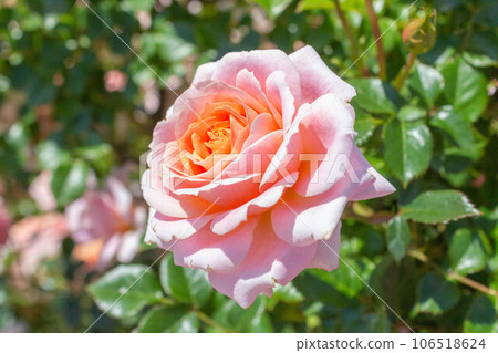 Rose [Variety: Lady Mayandina] 106518624