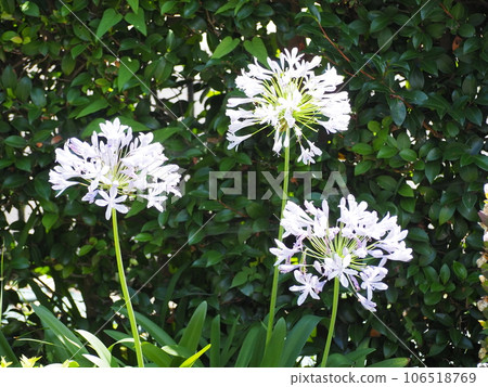 Agapanthus Agapanthus 106518769