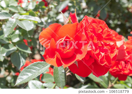 玫瑰【品種:橙花】 玫瑰【品種:橙花】 106518779
