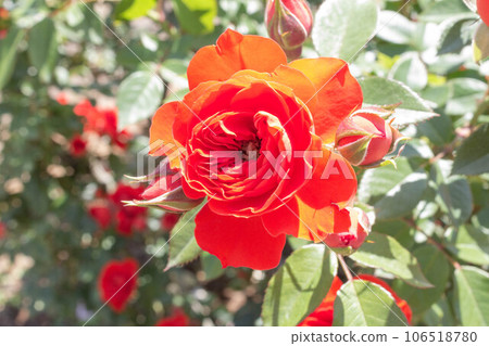 玫瑰【品種:橙花】 玫瑰【品種:橙花】 106518780