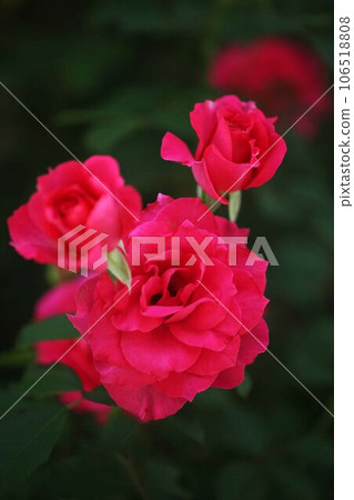 Roses red flower Roses red flower 106518808
