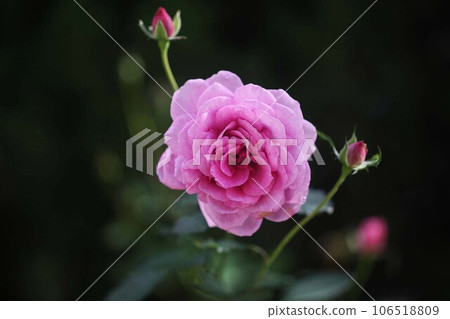 Rose pale red-purple flowers bloom Rose pale red-purple flowers bloom 106518809