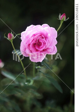 Rose pale red-purple flowers bloom Rose pale red-purple flowers bloom 106518811