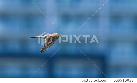 A male kestrel is raising its young in a city park, busily flying around looking for prey with buildings in the background. 106519035
