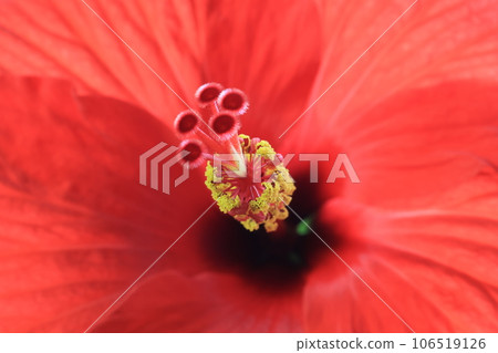 芙蓉花近距離拍攝 106519126