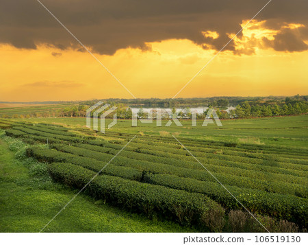 Green tea tree leaves field young tender bud herbal Green tea tree in camellia sinensis organic farm. Close up Fresh Tree tea plantations mountain green nature in herbal farm plant background morning 106519130