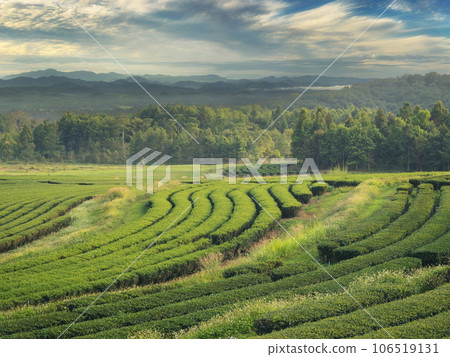 Green tea tree leaves field young tender bud herbal Green tea tree in camellia sinensis organic farm. Close up Fresh Tree tea plantations mountain green nature in herbal farm plant background morning 106519131