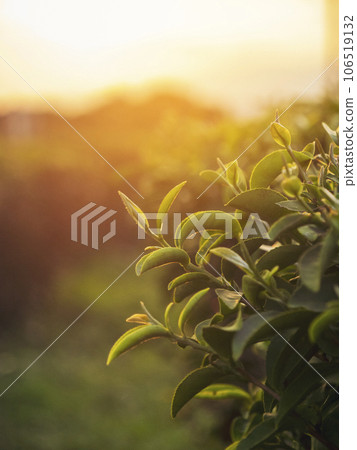 Vertical Green tea tree leaves field Fresh young tender bud herbal in farm on summer morning. Sunlight Green tea tree camellia sinensis in organic farm. Vertical Tree tea plant green nature farmland Vertical Green tea tree leaves field Fresh young tender bud herbal in farm on summer morning. Sunlight Green tea tree camellia sinensis in organic farm. Vertical Tree tea plant green nature farmland 106519132