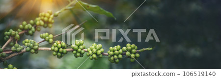 Banner Green coffee bean berry plant with sunlight. Panorama Fresh raw seed coffee tree growth in eco organic farm morning time. Close up Green seed berries arabica coffee garden with copy space Banner Green coffee bean berry plant with sunlight. Panorama Fresh raw seed coffee tree growth in eco organic farm morning time. Close up Green seed berries arabica coffee garden with copy space 106519140