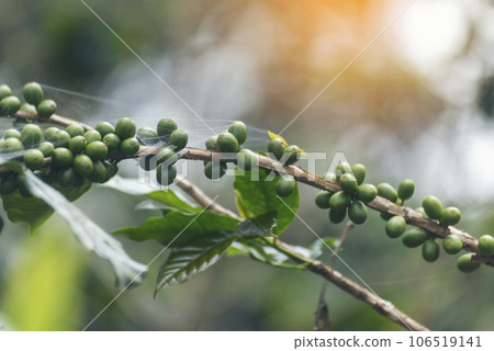 Green coffee bean berry plant with sunlight. Fresh raw seed coffee tree growth in eco organic farm morning time. Close up Green seed berries arabica coffee garden. Fresh coffee bean green leaf plant Green coffee bean berry plant with sunlight. Fresh raw seed coffee tree growth in eco organic farm morning time. Close up Green seed berries arabica coffee garden. Fresh coffee bean green leaf plant 106519141