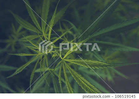 Green Marijuana tree cannabis plant narcotic herbal in greenhouse. Hemp leaf made cannabis crude oil at medicine farm. CBC, THC herb agriculture by Weed leaf Drug and medicine healthcare concept Green Marijuana tree cannabis plant narcotic herbal in greenhouse. Hemp leaf made cannabis crude oil at medicine farm. CBC, THC herb agriculture by Weed leaf Drug and medicine healthcare concept 106519145