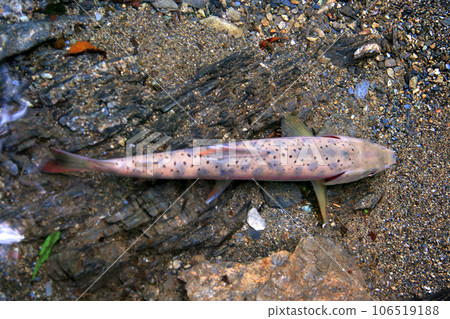 I photographed a yamame trout in the water from above. I photographed a yamame trout in the water from above. 106519188