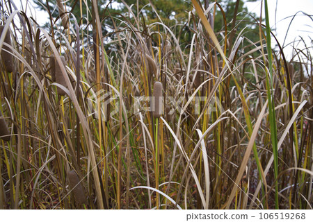 The cattail has sausage-like ears of bulrush. The scientific name is Typha latifolia L. The cattail has sausage-like ears of bulrush. The scientific name is Typha latifolia L. 106519268