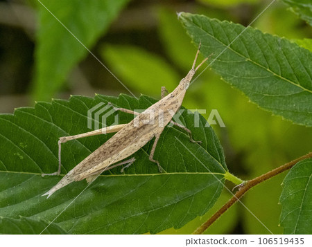 A brown long-tailed locust on a leaf 106519435