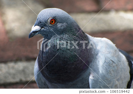 A single pigeon in the park 106519442