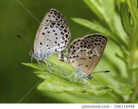 Connected corbicula on mugwort grass 106519446