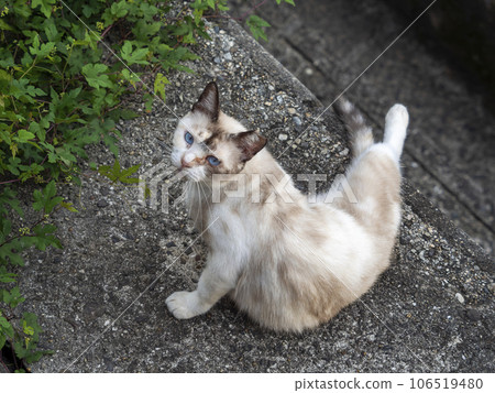 一隻貓在石牆上休息 一隻貓在石牆上休息 106519480