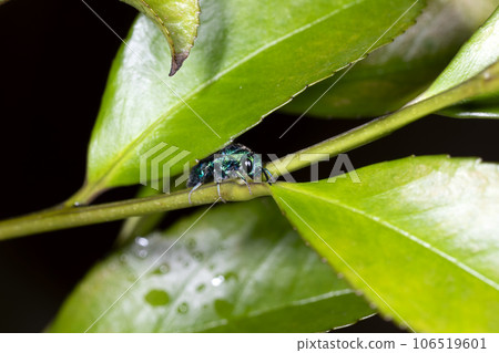 綠色蝴蝶結 106519601