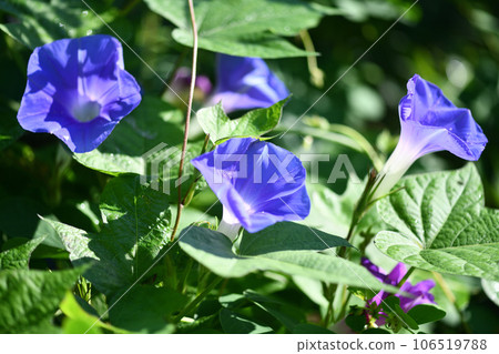 Morning glory bathing in the morning sun Morning glory bathing in the morning sun 106519788