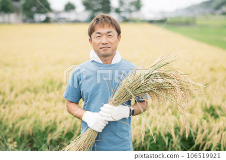 Farmer man harvesting rice 106519921