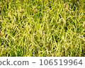 Rice ears ready for harvest 106519964