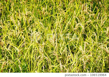 Rice ears ready for harvest 106519964