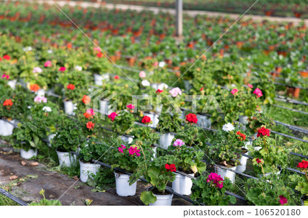 Rows of potted geranium plants in greenhouse 106520180
