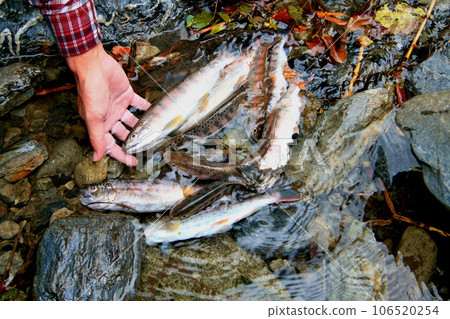 Mountain stream fishing results. We have a collection of yamame trout with good shape. Mountain stream fishing results. We have a collection of yamame trout with good shape. 106520254