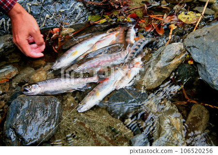 山間溪流釣魚效果。我們收集了形狀良好的山目鱒魚。 106520256