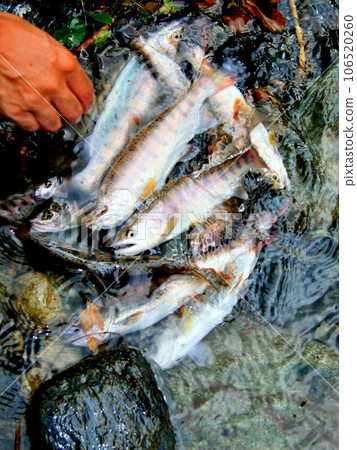 Mountain stream fishing results. We have a collection of yamame trout with good shape. Mountain stream fishing results. We have a collection of yamame trout with good shape. 106520260