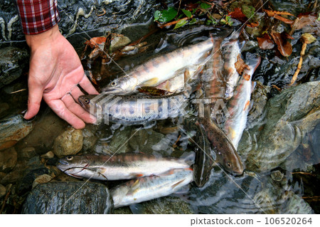 Mountain stream fishing results. We have a collection of yamame trout with good shape. Mountain stream fishing results. We have a collection of yamame trout with good shape. 106520264