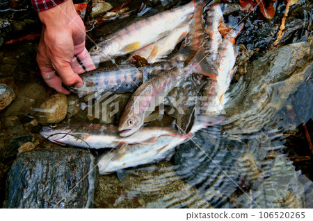 Mountain stream fishing results. We have a collection of yamame trout with good shape. Mountain stream fishing results. We have a collection of yamame trout with good shape. 106520265