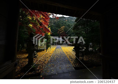 光座神社的秋葉 光座神社的秋葉 106520437