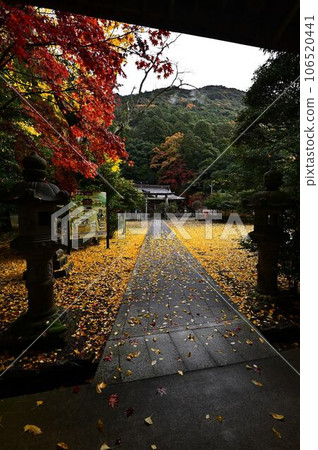Autumn leaves of Kouza Shrine Autumn leaves of Kouza Shrine 106520441