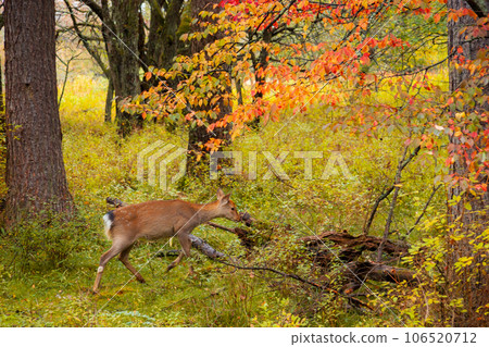 Fawn and autumn leaves (Senjogahara, Nikko City, Tochigi Prefecture) 106520712