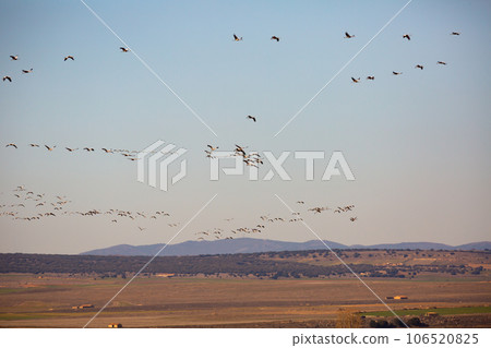 Flock of cranes returning to Gallocanta Lake Flock of cranes returning to Gallocanta Lake 106520825