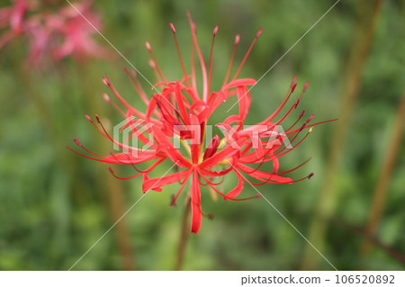 Cluster amaryllis 106520892