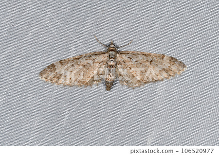 Nakaobi Kabanami Shaku (Tsurui Village, Hokkaido) Nakaobi Kabanami Shaku (Tsurui Village, Hokkaido) 106520977