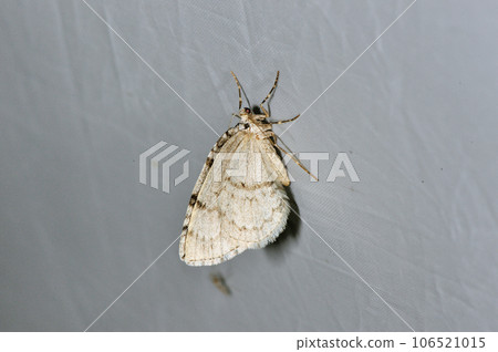 Akinami Shaku (Hokkaido・Sounkyo) 106521015