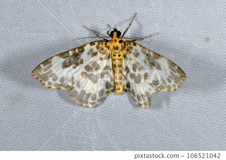 黃腹鯊（北海道薩馬尼町） 106521042