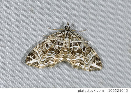 Kihososujinami Shaku (Shiretoko, Hokkaido) 106521043