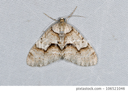 Black-tailed white-tailed shark (Samani Town, Hokkaido) 106521046