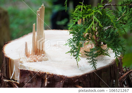 A freshly cut stump of a large Japanese cypress tree A freshly cut stump of a large Japanese cypress tree 106521267