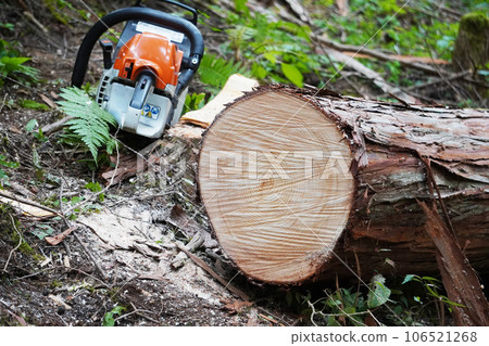 A large, thick Japanese cypress tree that has just been cut down. 106521268