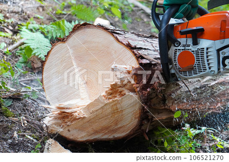 A large, felled cypress tree (enlarged) A large, felled cypress tree (enlarged) 106521270