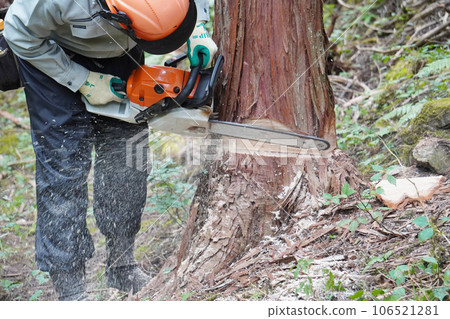 一棵大柏樹被砍倒 一棵大柏樹被砍倒 106521281