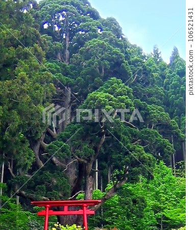 深浦的大杉樹、關杉 深浦的大杉樹、關杉 106521431
