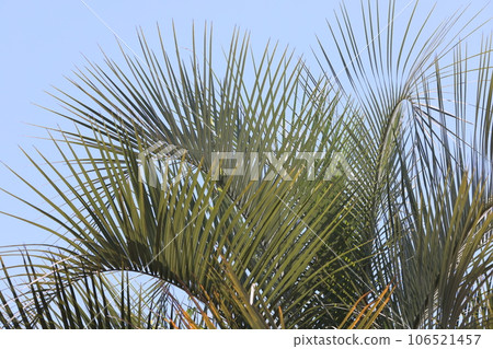 一棵大栽培棕櫚樹的葉子在夏日的天空中顯得格外引人注目 一棵大栽培棕櫚樹的葉子在夏日的天空中顯得格外引人注目 106521457